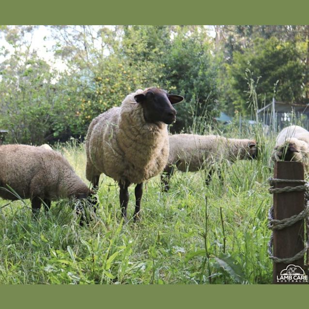 Photo of Juliet (Ewe), Gerry, Elise, Denis And Fluffles