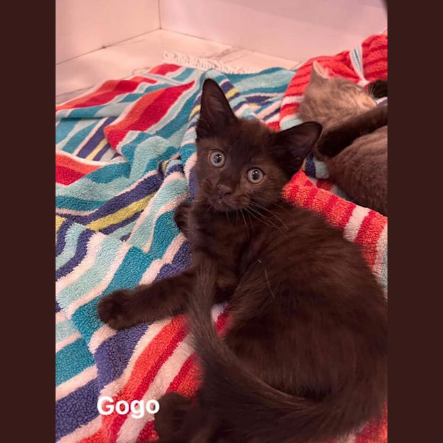 Photo of Gogo