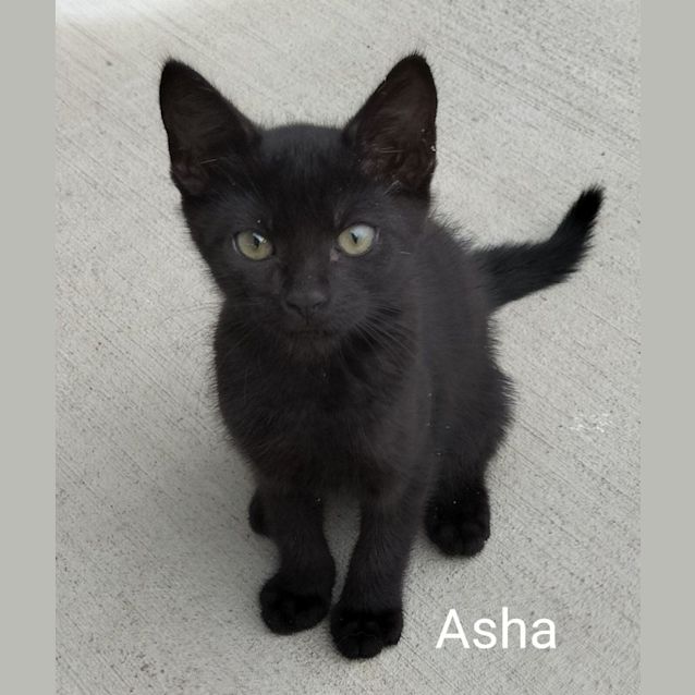 Photo of Asha