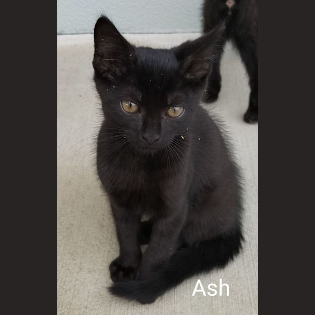 Photo of Ash