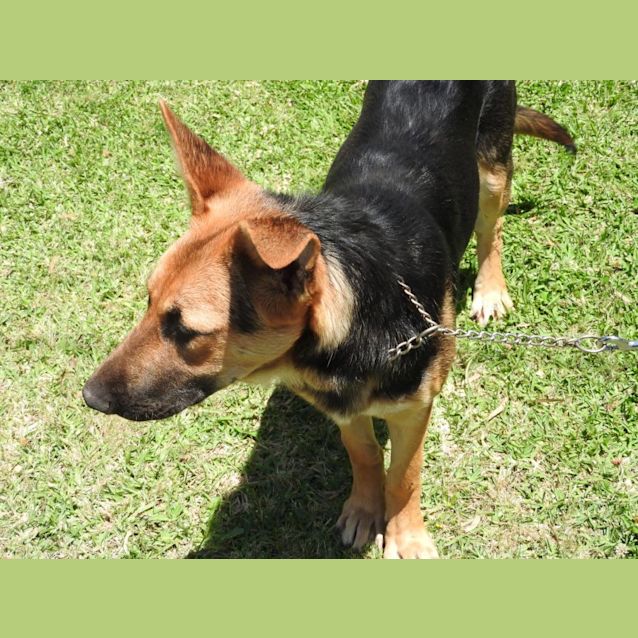 Photo of "Yellow" Puppy