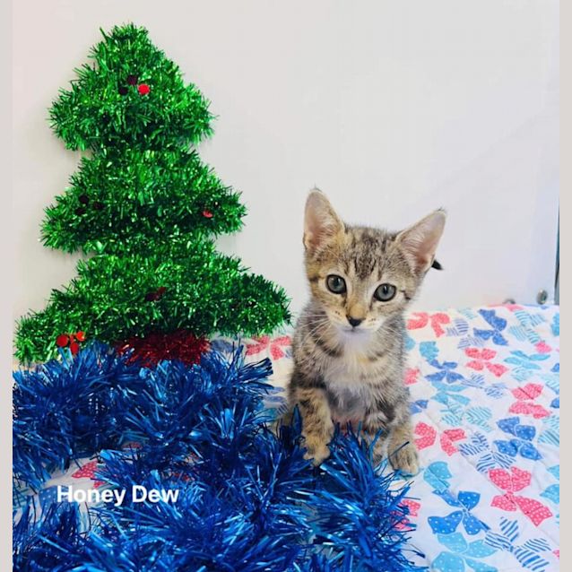 Photo of Honeydew