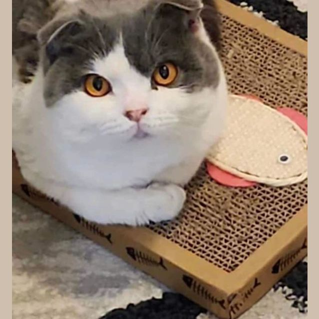 Photo of Jerry **2nd Chance Cat Rescue**
