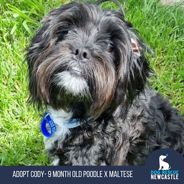 Photo of Cody   9 Month Old Poodle X(on Trial 18/12/22)