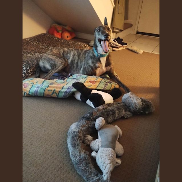 Photo of Spooky Is Checking Out His Forever Home