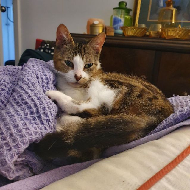 Photo of Tasha 'Little Cat'