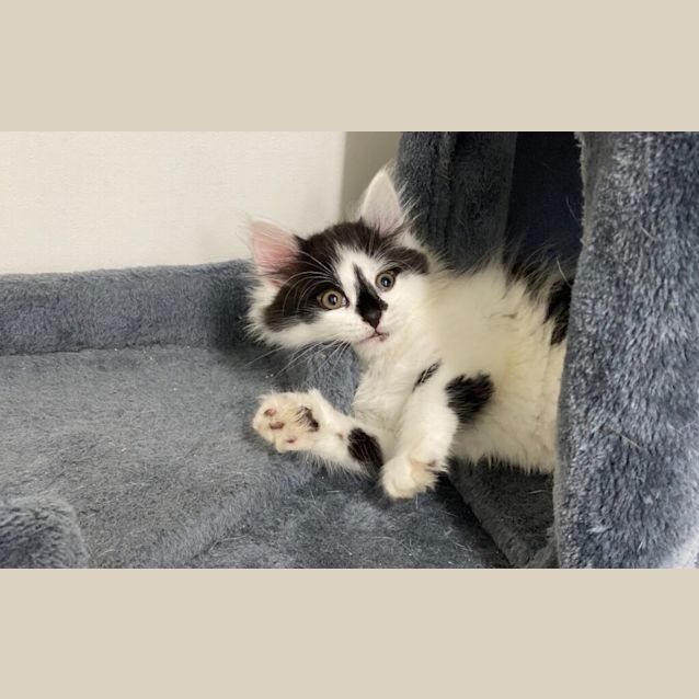 Photo of Pudding
