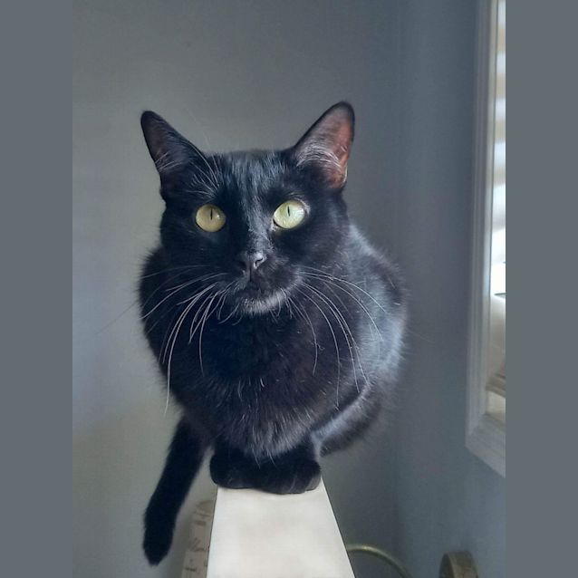 Photo of Miracle 