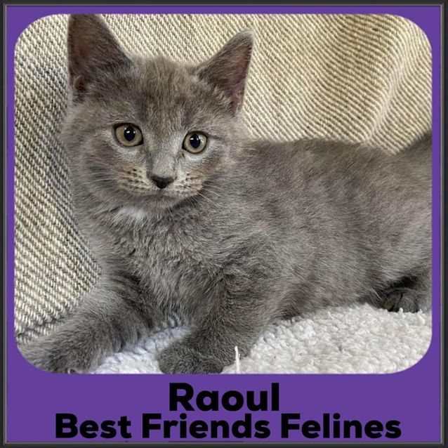 Photo of Raoul 