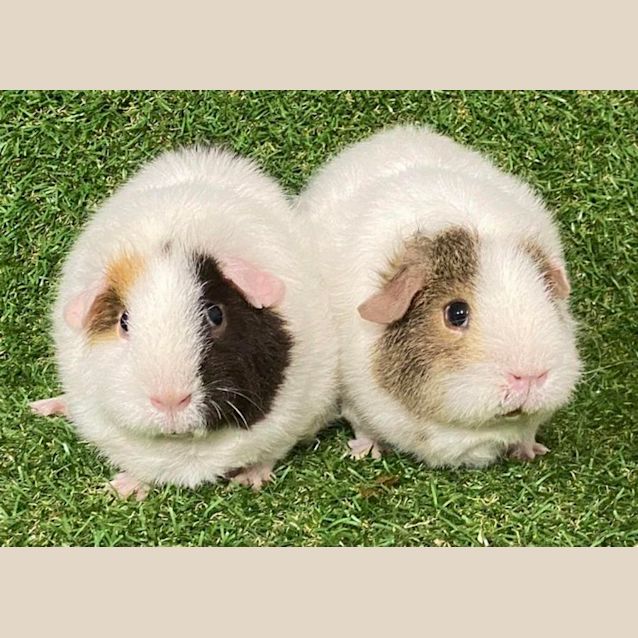 Photo of Eliza & Marshmallow