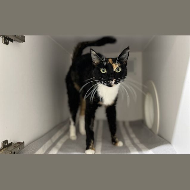 Photo of Cosmo