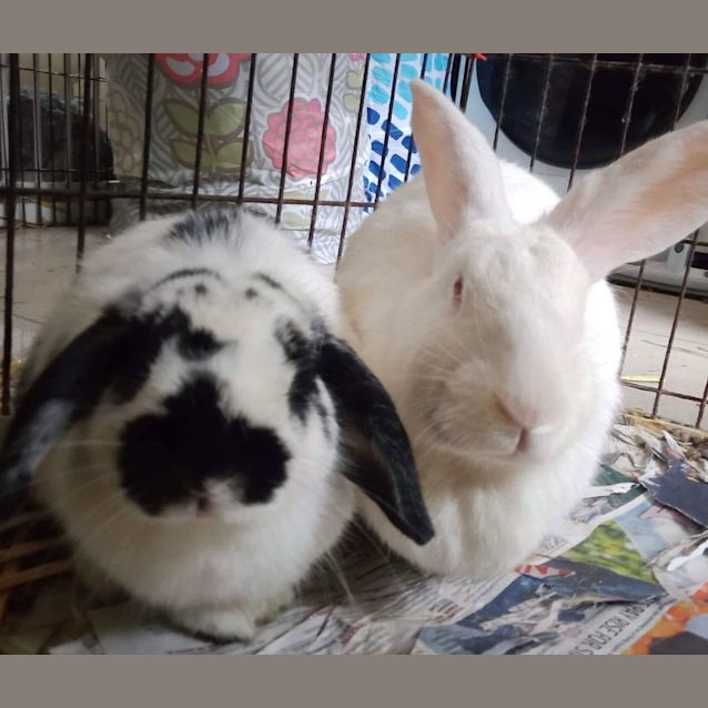 Photo of Violet And Rascal