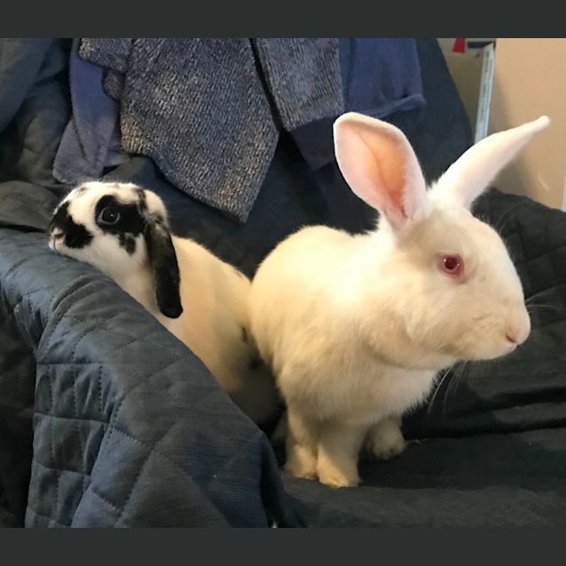 Photo of Violet And Rascal