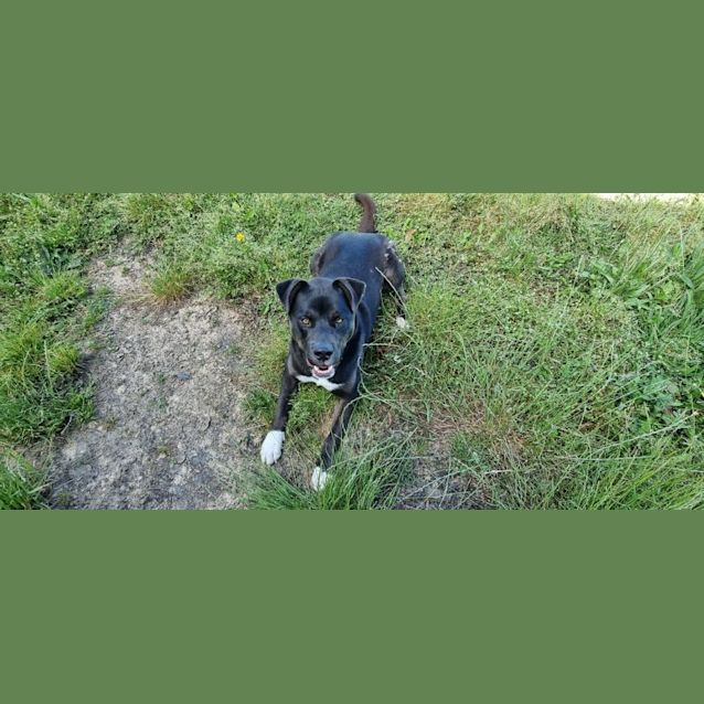 Photo of Bear