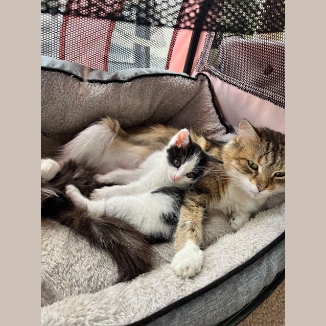 Photo of Willow **2nd Chance Cat Rescue**