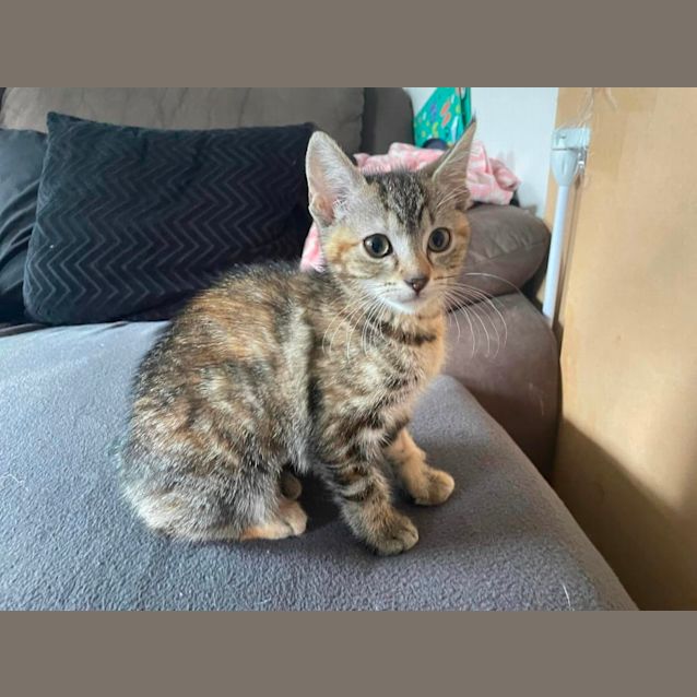 Photo of Mia**2nd Chance Cat Rescue**