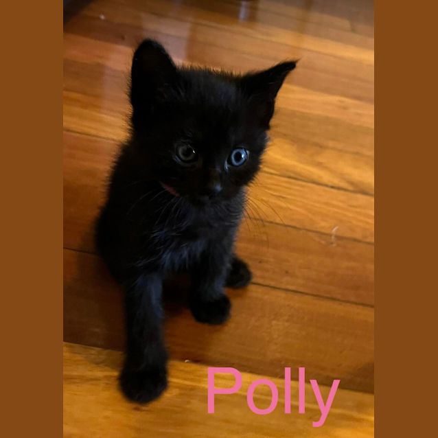 Photo of Polly