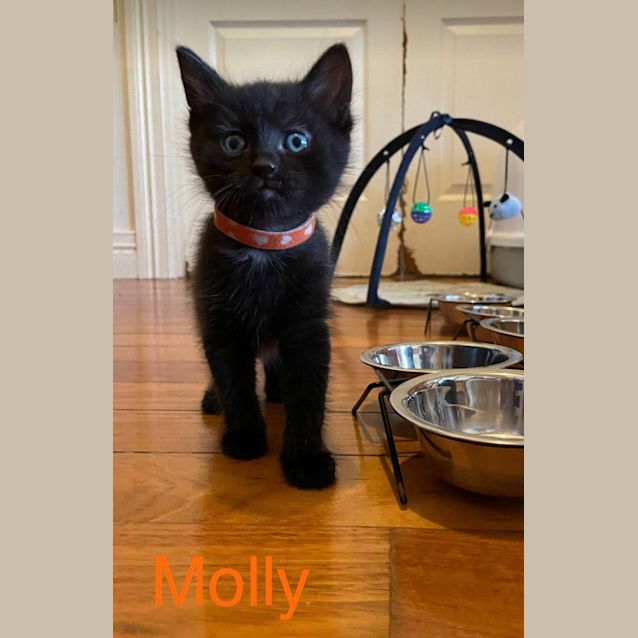 Photo of Molly
