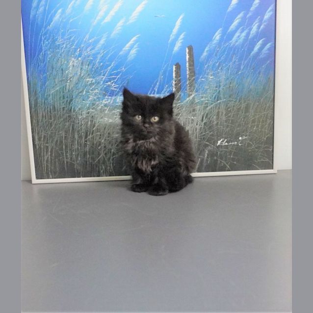 Photo of Kikki Dee