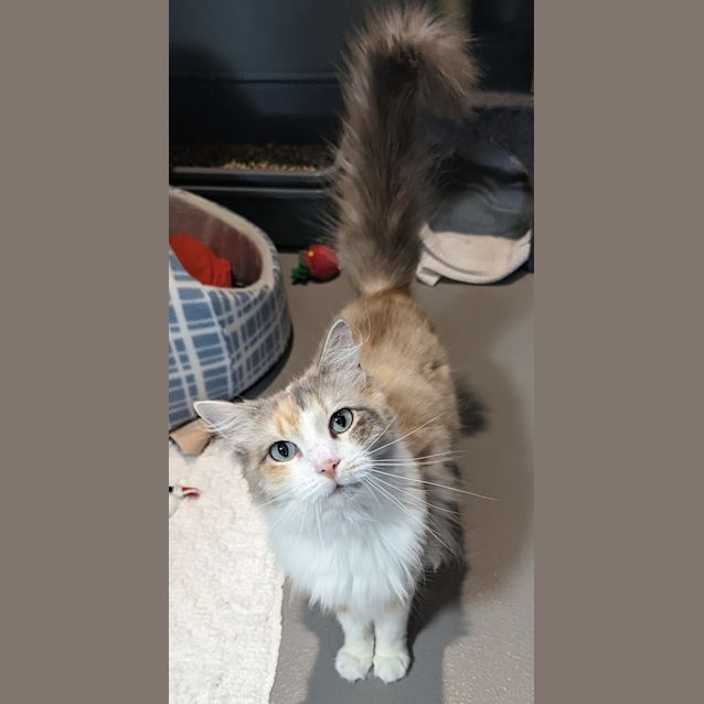 Photo of Lumi