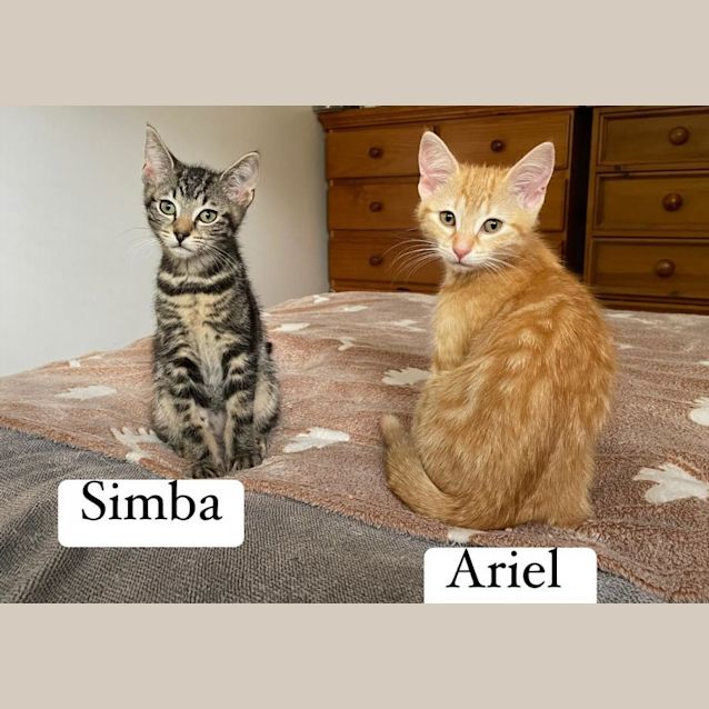 Photo of Ariel**2nd Chance Cat Rescue**