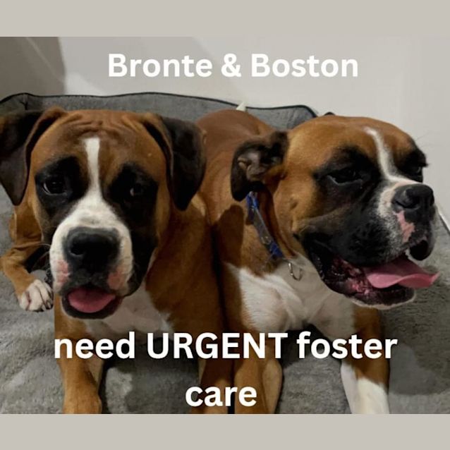 Photo of Bronte And Boston