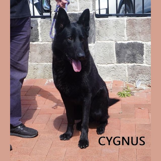 Photo of Cygnus