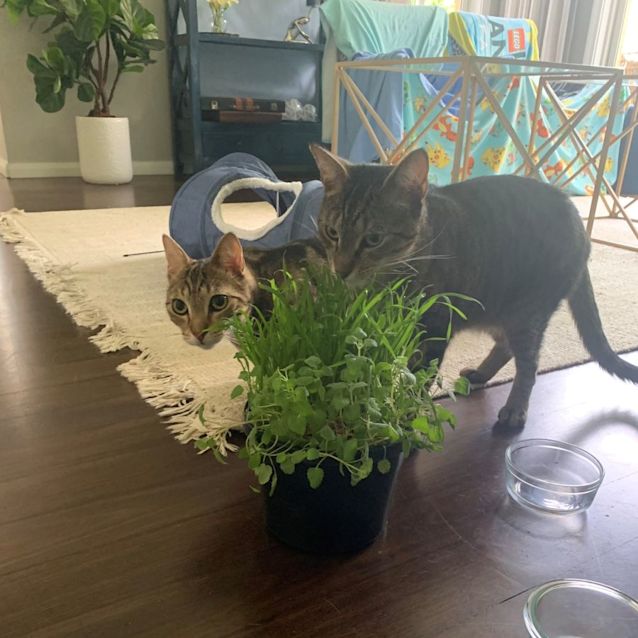 Photo of Baloo And Jessie