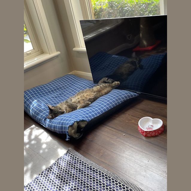 Photo of Baloo And Jessie