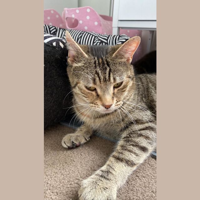 Photo of Ruby Bobtail