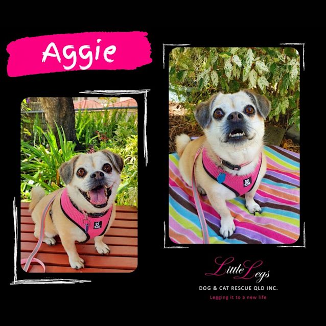 Photo of Aggie