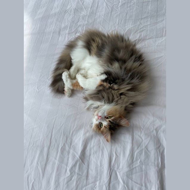 Photo of Pepper