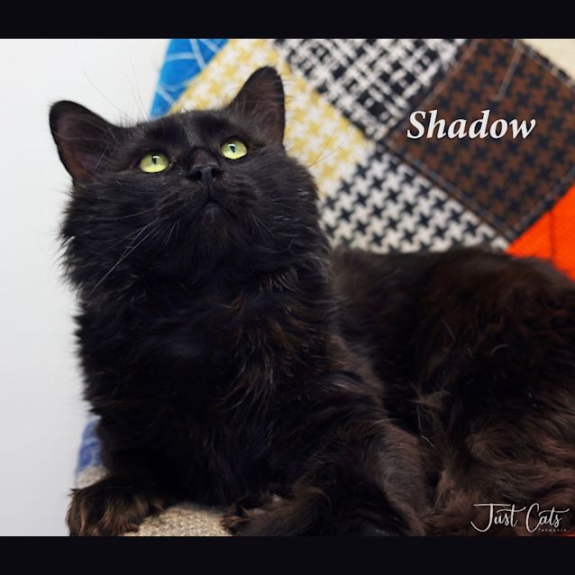 Photo of Shadow