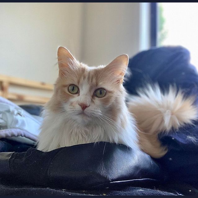 Photo of Lexi   Located In Reservoir