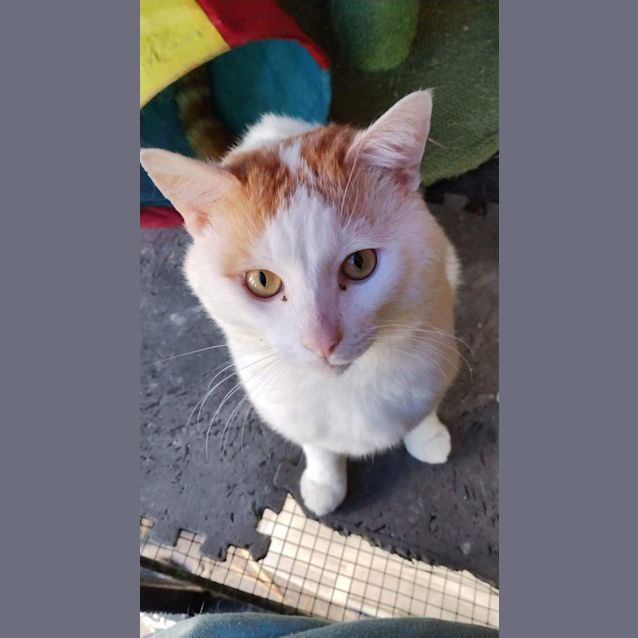 Photo of Fudge