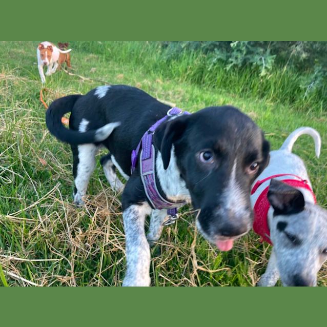 Photo of Daisy