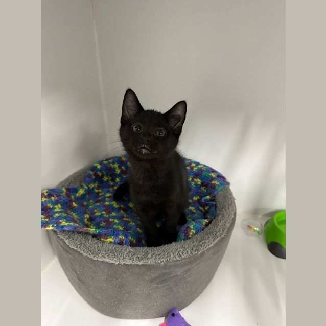 Photo of Little Miss Queen Of Darkness