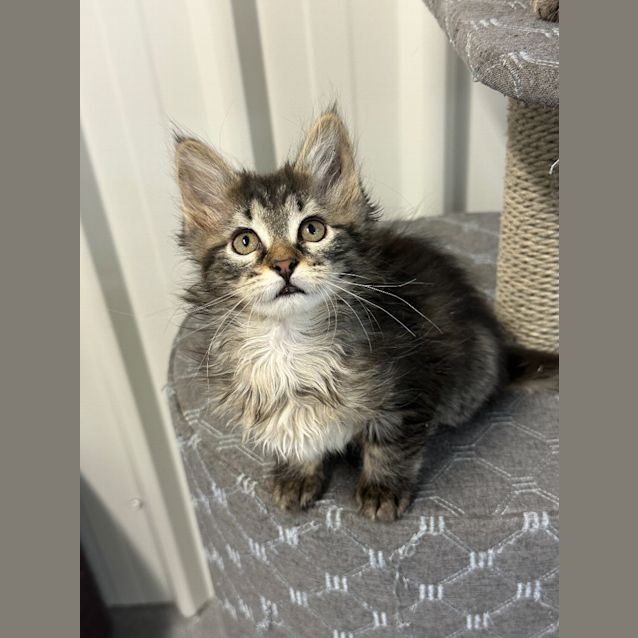 Photo of Tilly