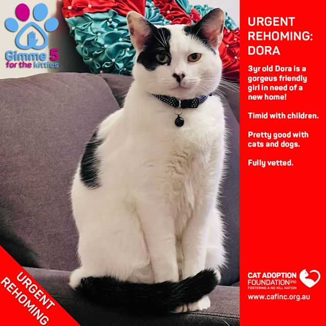 Photo of Dora Private Rehoming No Charge!