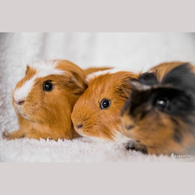 Photo of Alfie, Jj & Gingie