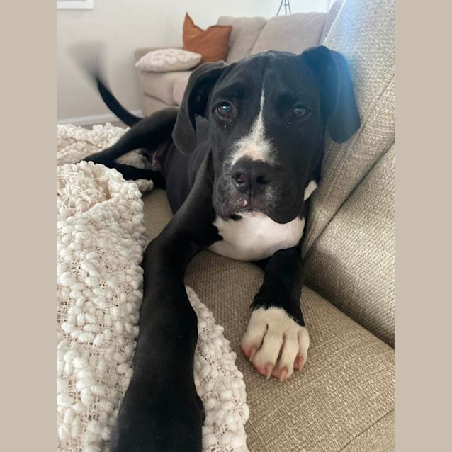 Photo of Butch   4 Month Old Mastiff X (On Trial)