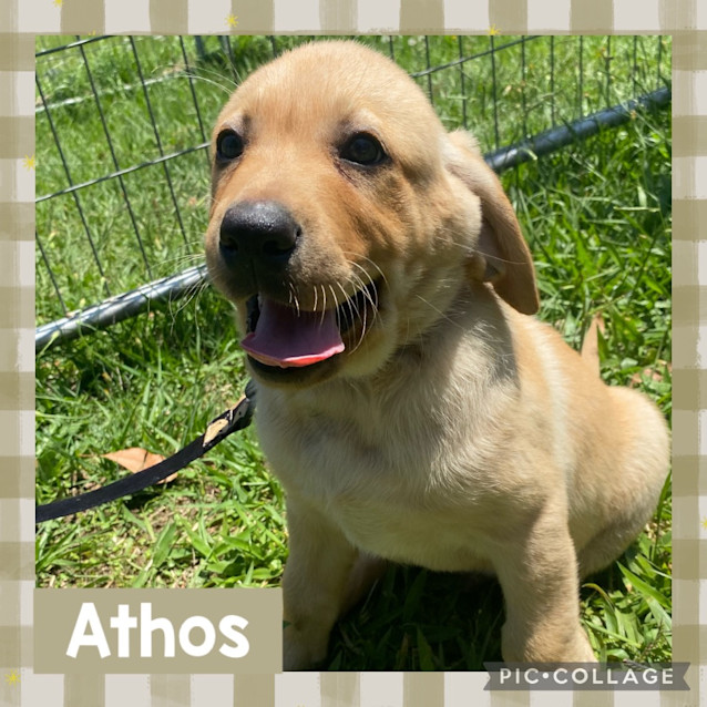 Photo of Athos