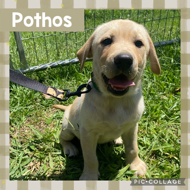 Photo of Porthos