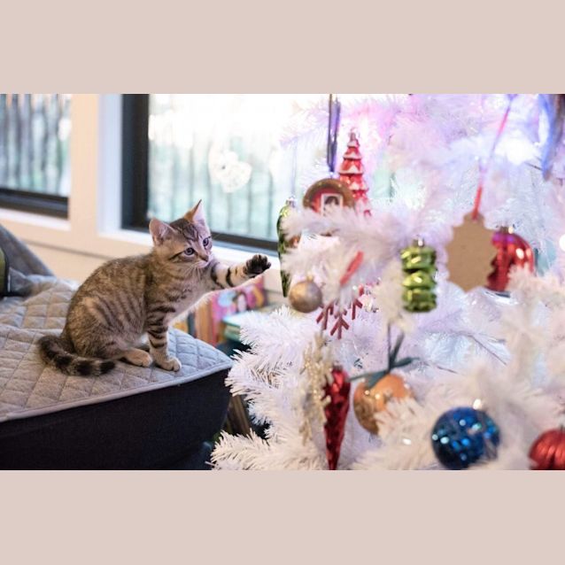 Photo of Loki ~ Adopt Me @ Pe Tstock Keysborough