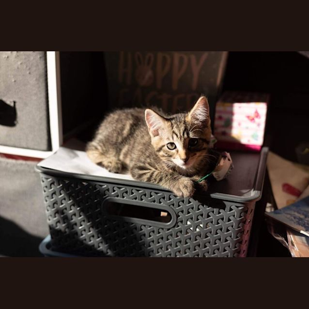 Photo of Sparky ~ Meet Me @ Pe Tstock Keysborough