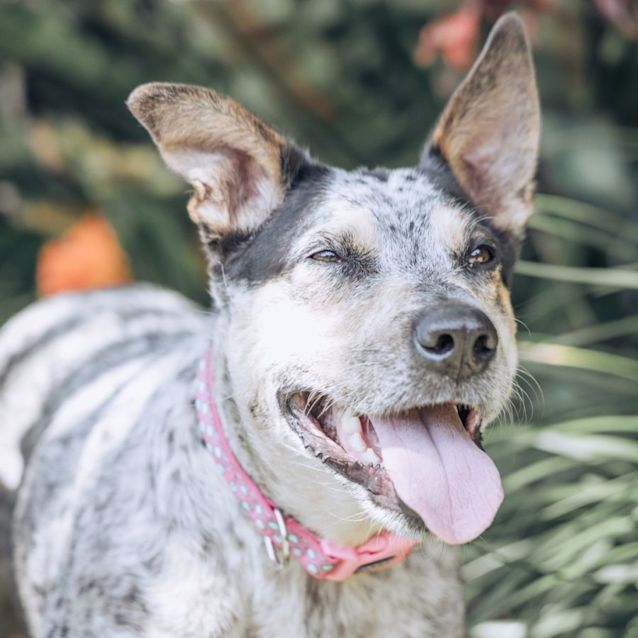 Photo of Jessie   4 Year Old Cattle Dog (On Trial)