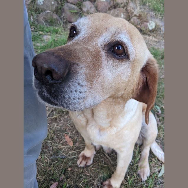 Photo of Adina   8 Year Old Labrador (Reviewing Apps)