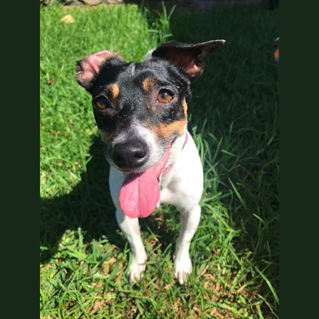 Photo of Abby   7 Year Old Mini Foxie (On Trial)