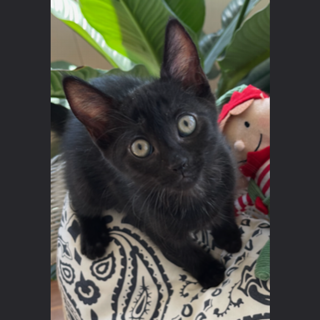 Photo of Milo