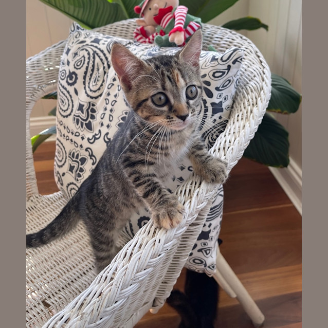 Photo of Freya